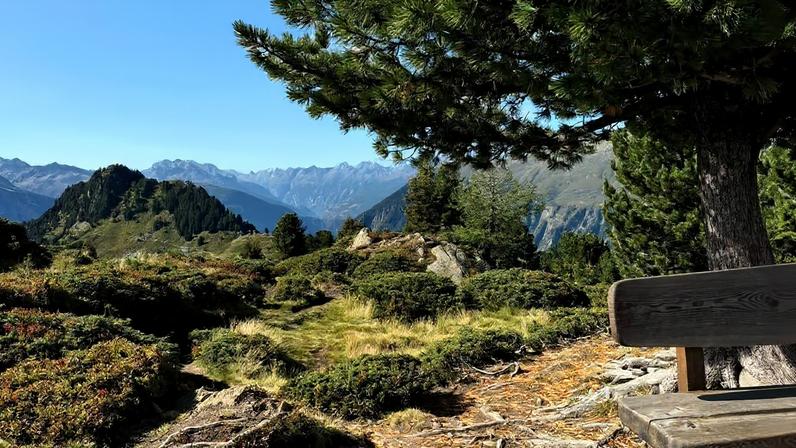A imagem mostra uma paisagem montanhosa com um grande pinheiro à esquerda. O céu está claro com algumas nuvens e ao fundo é possível ver montanhas cobertas de neve. Há um banco de madeira à direita e raízes expostas no solo, cercadas por vegetação rasteira.