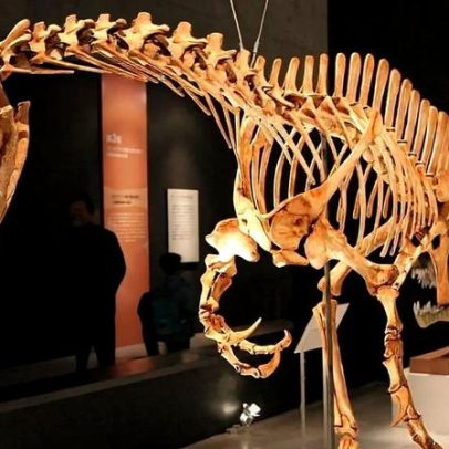 Acordo facilita devolução ao Brasil do dinossauro Irritator