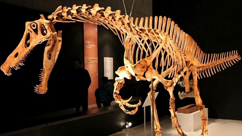 Esqueleto completo do dinossauro Irritator challengeri, que está sob a guarda do Museu de História Natural de Stuttgart, na Alemanha