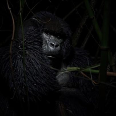 Ruanda investe em turismo de luxo para lidar com a memória do genocídio