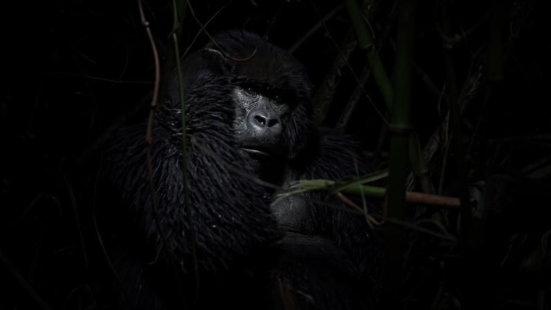 Gorila no Parque Nacional dos Vulcões, em Ruanda. Credito Pedro Sagesser/Arquivo pessoal