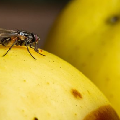 Planta que moscas detestam repele insetos nas janelas e decora o ambiente