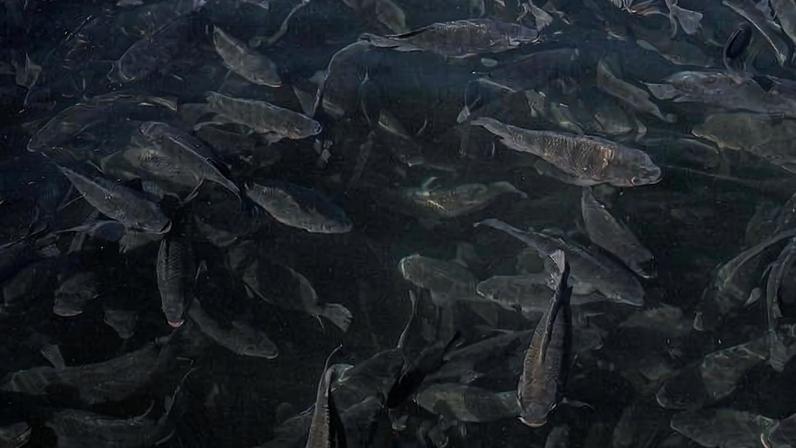 Tilápias em tanque em cidade do interior de São Paulo; classificação do animal como invasor deu início à reação que culminou com projeto que dá poder de veto ao Ministério da Agricultura a categorização de espécies