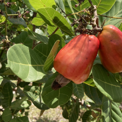 Caju: fruta ou castanha ainda gera dúvida