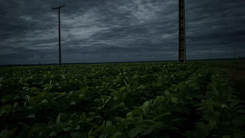 Lavoura de soja em Mato Grosso