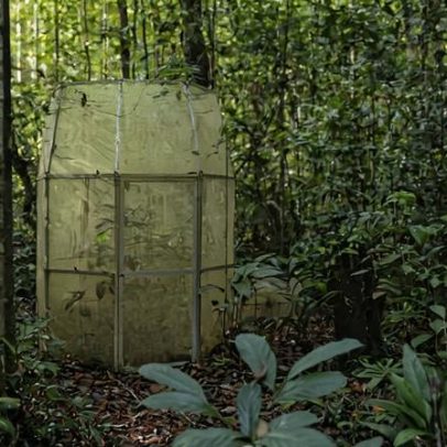 Caçadores são recrutados na Nigéria para proteger floresta tropical