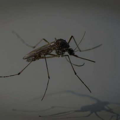 El Niño pode aumentar casos de dengue no Brasil, com cenário no Sul e Sudeste