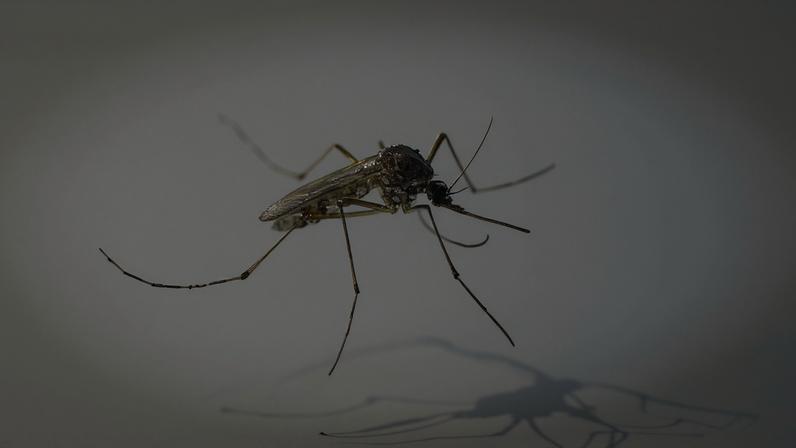 Mosquito com corpo escuro e pernas longas sobre fundo branco uniforme, em close que destaca detalhes das asas e antenas.