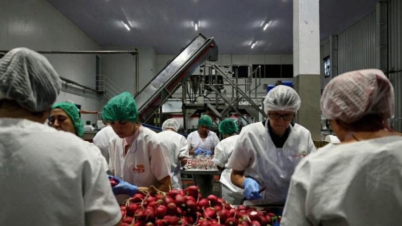 Funcionários com toucas e uniformes brancos trabalham em linha de produção, manuseando rabanetes vermelhos em ambiente industrial iluminado.