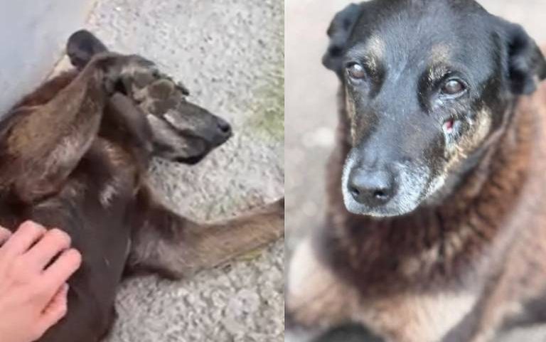 À esquerda, cachorro preto com manchas marrons deitado de lado no chão cinza, recebendo carinho na barriga por uma mão humana. À direita, close do rosto do mesmo cachorro com olhar direto para a câmera, mostrando uma pequena ferida próxima ao olho direito.