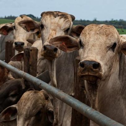 UE veta importação de carne bovina brasileira a partir de setembro