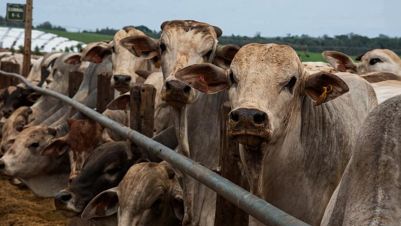Gado em fazenda de São Paulo