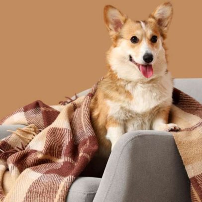 Frio chegando: 5 cuidados para evitar ansiedade em cães