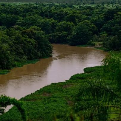 SP registra queda de 29% no desmatamento da Mata Atlântica