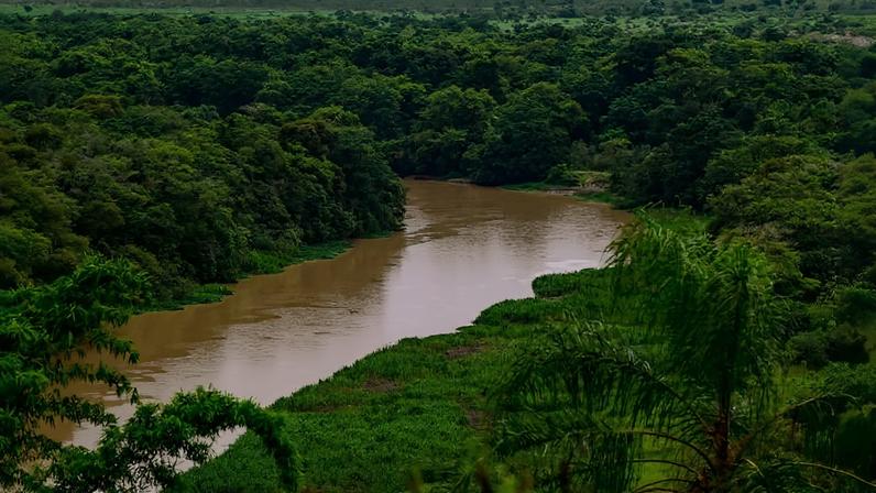 Trecho de Mata Atlântica na região de São José dos Campos (SP)