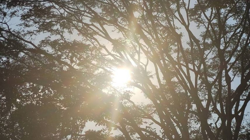 Sol aparece entre galhos de árvore no lago dos Patos, em Guarulhos (SP); previsão para este sábado é de temperatura máxima de 29°C na Grande São Paulo