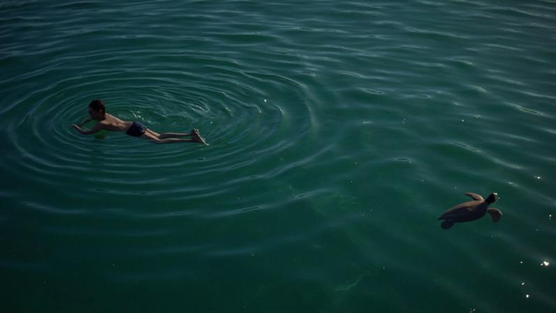 Homem nada próximo de tartaruga-verde na praia do Forno, em Arraial do Cabo