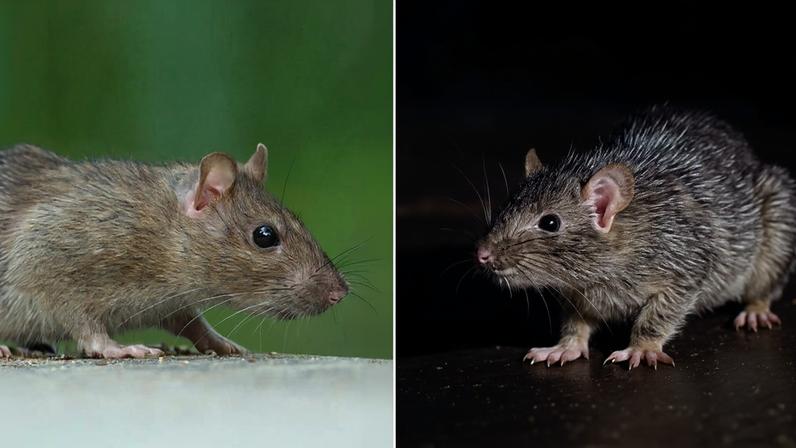 Roedores silvestres são os principais hospedeiros do hantavírus, transmitido através da urina, fezes e saliva desses animais