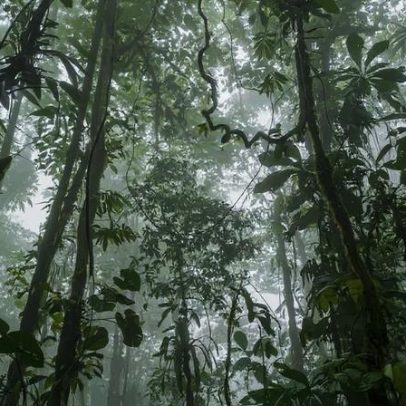 Estudo revela recuperação rápida de florestas tropicais desmatadas