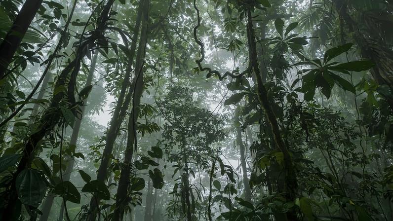 Reserva florestal Canandé, no Equador; novo estudo demonstra resiliência da biodiversidade de florestas tropicais
