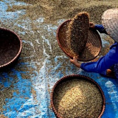 Guerra no Irã e El Niño ameaçam produção mundial de arroz