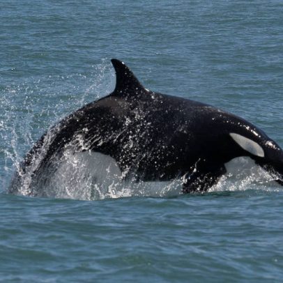 Orcas são avistadas perto de Ilhabela, litoral norte de SP