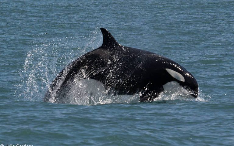 Orca preta e branca saltando parcialmente para fora da água em mar aberto, com respingos visíveis ao redor.