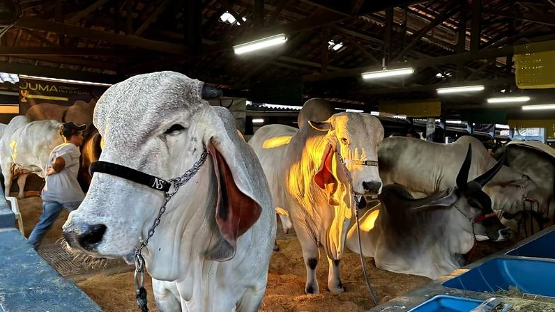 Animais expostos na 91ª edição da Expozebu, principal feira de raças zebuínas no mundo, em Uberaba, no Triângulo Mineiro
