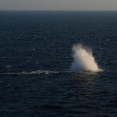 Baleia encalhada na Alemanha é libertada no mar após semanas
