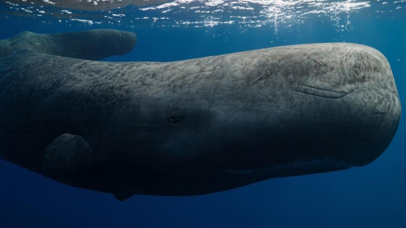 Uma baleia cachalote nada perto da superfície do Mar do Caribe, na costa de Dominica, nesta fotografia sem data divulgada em 28 de abril de 2026