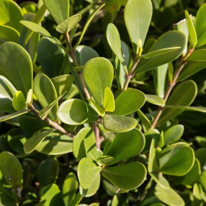 Como cultivar clúsia, planta resistente e versátil