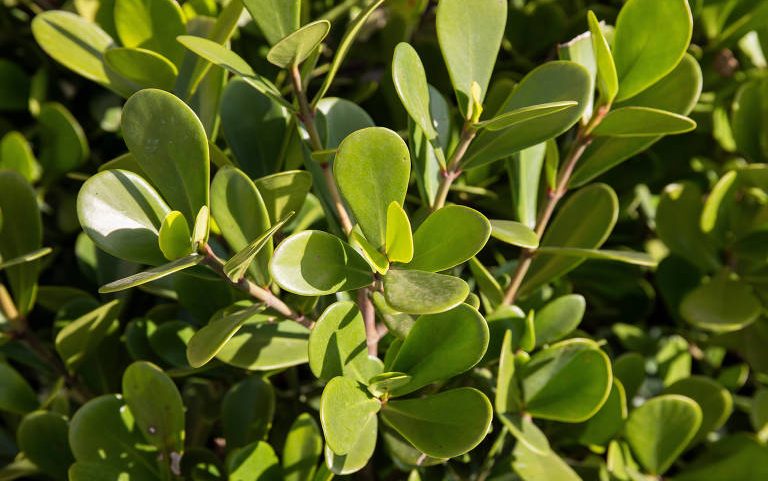 Folhas verdes, lisas e arredondadas de arbusto, com luz solar incidindo sobre elas, formando uma folhagem densa.