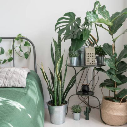 Dormir com plantas no quarto faz mal? Especialistas respondem