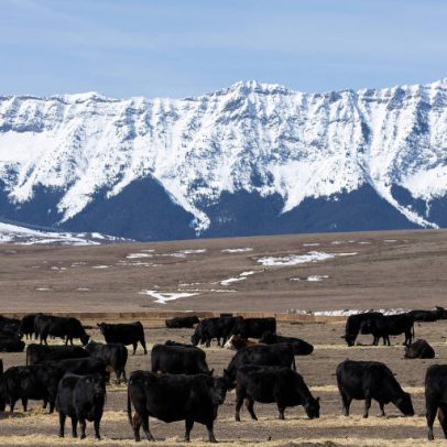 Produtores canadenses de carne dizem que acordo com Mercosul devastará o setor