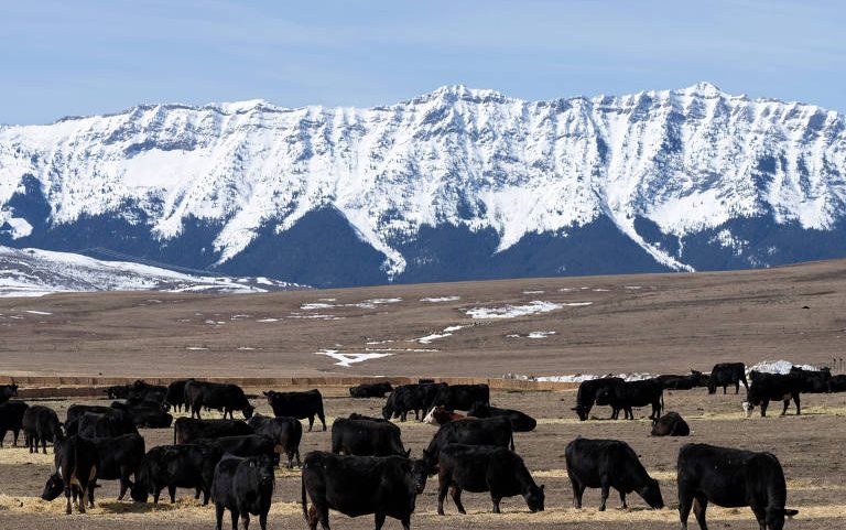 Campo de criação de gado em Alberta, no Canadá