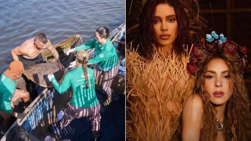 Pesquisadores batizam tartarugas-cabeçudas de Anitta e Shakira no Rio