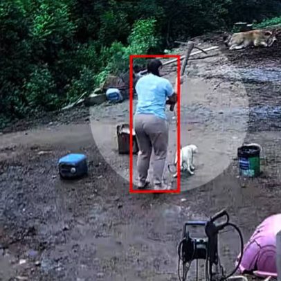 Promotoria denuncia casal por maus-tratos e morte de cão com picareta no RS