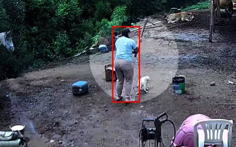 Mulher que matou cão Branquinho em novembro de 2025 foi presa preventivamente no dia 13 de maio