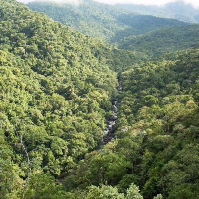 Desmatamento na Mata Atlântica cai 40% e atinge menor índice em 15 anos