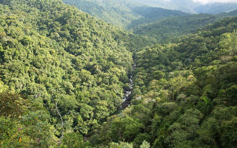 Área de mata atlântica preservada no Parque Nacional do Itatiaia, no Rio de Janeiro, o primeiro parque nacional do Brasil