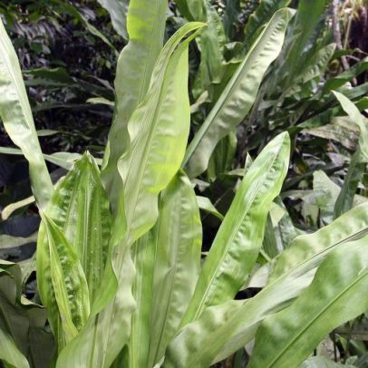 Como cuidar de ciclanto: guia prático para cultivo saudável