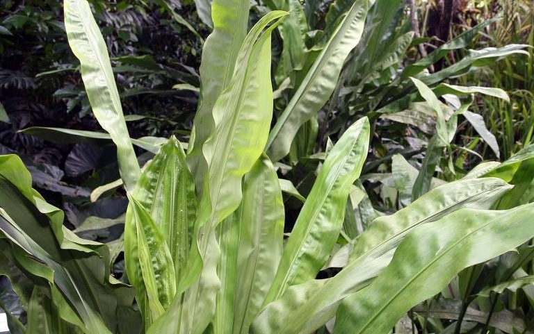 Diversas plantas com folhas longas e verdes ocupam a imagem em um ambiente externo com vegetação densa ao fundo. A luz natural ilumina as folhas, destacando suas texturas e tonalidades.