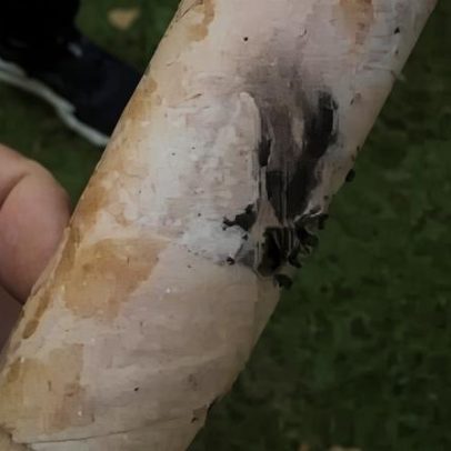 Polícia investiga ataques com fogos a atletas na Pampulha, BH