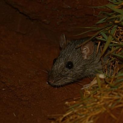 Como venci um rato que invadiu minha casa em São Paulo