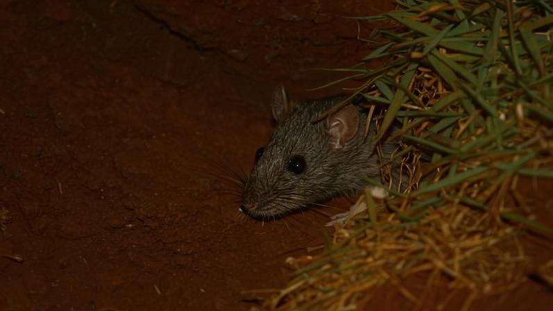 Rato cinza com olhos pretos e orelhas visíveis sai de uma toca no solo de terra vermelha, cercado por raízes e grama verde.