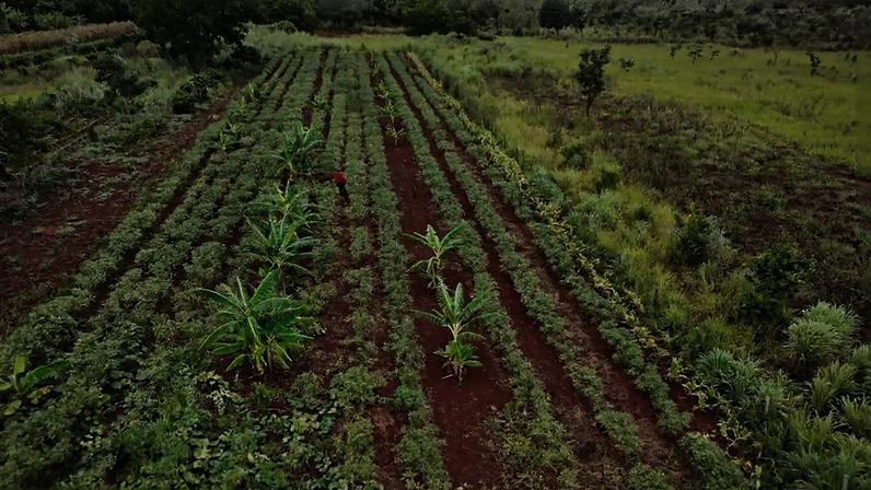 Vista aérea mostra fileiras organizadas de plantas em área agrícola com solo vermelho. Um trabalhador está no centro das plantações, cercado por vegetação verde e áreas de pastagem ao redor.