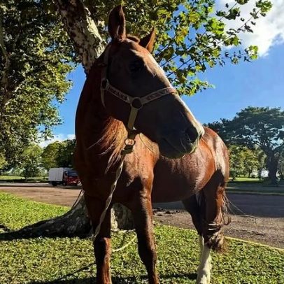 Caramelo, o cavalo resgatado no RS, ganha vida de celebridade dois anos depois