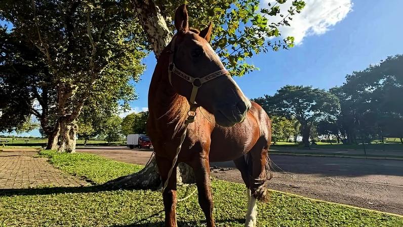 Cavalo Caramelo em gramado no campus da Ulbra em Canoas, onde vive desde seu resgate em maio de 2024