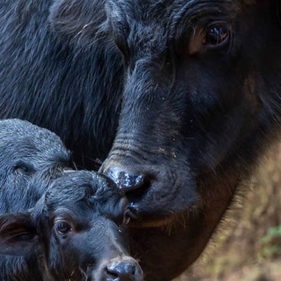 Filhote de búfalo rejeitado ao nascer ganha mãe adotiva no Simba Safari, SP