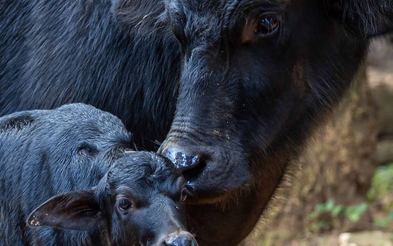 Filhote de búfalo Catarina com a mãe adotiva no Simba Safari, em São Paulo
